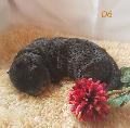 Onyx Von Schlesien