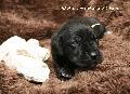 Olivia vom Hause Rsch