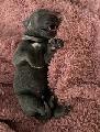 Little Rocky von Gut Stepprath