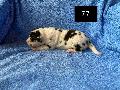 C-Hershey Von Schlesien