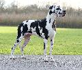 Glamorous Miss Sophie vom Stolzen-Hain