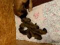 LEDO23110807 vom Hause Rawert