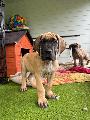 Kenny vom Hause der Herzbuben
