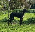 Daisy Darling vom ROSENHGER BRINK