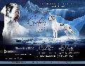 Eisbär vom Mystic Star