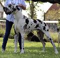 Ch Clyde vom Olbitzbach
