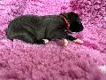 Adoreable Anny Oak vom Kennelbach