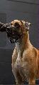 Ch Only One KaRocc La beauté unique
