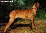 Abby Bocca Dtigre