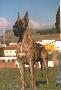 Ch Lostia De Garaba