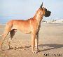 Scipion De La Chatellerie