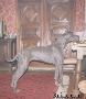 Ch Mercedes Delmor