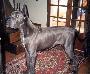 Nina Des Landes Du Chatenet