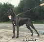 Ch Ultimate Des Terres  De La Rairie