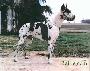 Ch Eidy Des Terres De La Rairie