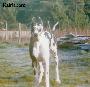 Fair Play Des Terres De La Rairie
