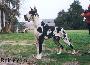 Ch Oriflame Des Terres De La Rairie