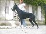 Roy Des Terres De La Rairie