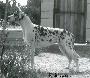 Perlane Dog Lome