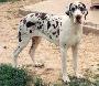 Perlane Dog Lome