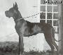 Ch Puppy Du Clos Templerie