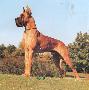 Ch Big Mac Eifelgold