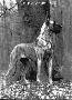 Ch Joshka Van De Gistelbeek