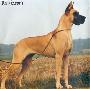 Ch Lady Von Beelen
