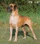 Ch Xandor Von Der Honnequelle