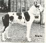 Manta Von Harlekin