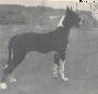 Othello Von Hause  Geco