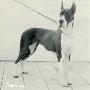 Onyx Von Hause Geco