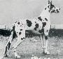 Ch Rux Conny Von St Magn Obertraubling
