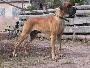 Bacci Bocca D Tigre