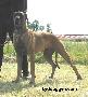B-gabrielle Bocca Dtigre