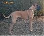 Ch Satchmo Des Terres De La Rairie