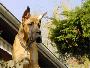 Ch Satchmo Des Terres De La Rairie