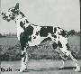 Ch Arco Von Pressburg