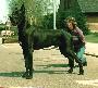 Rachels Ravon Pal Von Willowrun