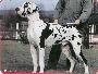 Ch Nearco Des Pulckerrimi