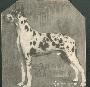 Ch Raudi Von Munchhausen