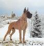 Ch Vulcan Des Terres  De La Rairie