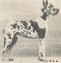 Jaipur Von Der Haardburg