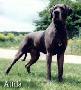 Attila Les Beautes De  Nuit