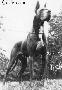 Ch Blueboy Von Hause Istra