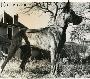 Curus Von Der Doggentreu