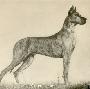 Bello Von Belpberg