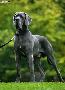 Duke Von Blue Ground