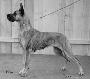 Ch Fara Von Der Doggentreu