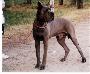 Manfred Des Terres Royales